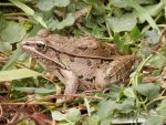 Leopard frog was friendly.JPG