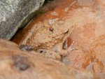 Small frog on bog edge rock.JPG