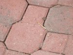 Tiny frog on paver.JPG