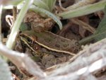 Smaller leopard frog hiding.JPG