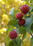 Kousa Dogwood tree berries.jpg