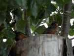 Two of 3 baby robins.JPG