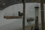 squirrel in snow.jpg