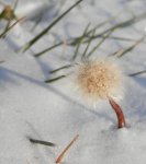 Dandelion in the snow.JPG