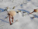 Dendelions in the snow.JPG