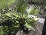 Mexican Fan Palm 2005.jpg