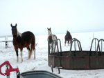 Horses in the snow.JPG