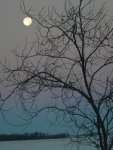 Moon hanging on the limb.JPG