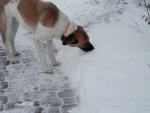 Yukon loves to eat the snow.JPG