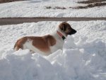 Yukon standing past the shoveled snow.JPG