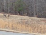 deer 2014 011.JPG