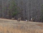 deer 2014 013.JPG