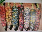 pond rainbow corn 022.JPG