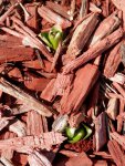 hyacinths peeking through.JPG