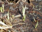 irises in godlfish bog.JPG