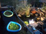 pond 2012 034.JPG