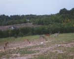 bucks in our yard 001.jpg