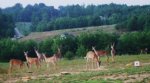 a day of deer 001.jpg