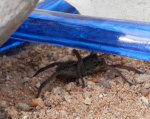 Wolf spider.JPG