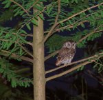 dsc07107-eastern-screech-owl-otus-asio-1280w.jpg