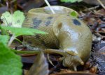 banana slug.jpg