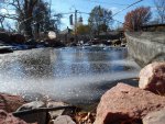 pond plants bedded and pond ice 11 2014 008.JPG