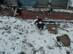 First snow for puppies.JPG