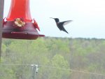 puddles pond hummingbird 016.JPG