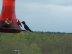 puddles pond hummingbird 018.JPG