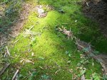 moss and flowers 2015 002.JPG