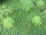 Duckweed 2.jpg