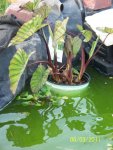 Elephant ear plant and water hyacinths.jpg