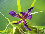 New iris blooming!.JPG