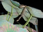 frogsnakes 083.jpg