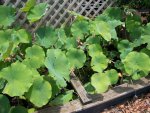 pond lotus trees 2011 010.jpg