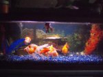 goldfish tank 005.jpg