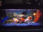 goldfish tank 004.jpg