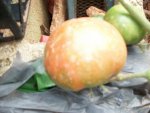 tomato and elephant ears 001.JPG