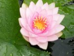 first water lily 7-13-15 003.JPG