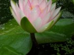 first water lily 7-13-15 010.JPG