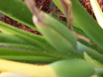 pond supplies and black elephant ear flower 2015 028.JPG