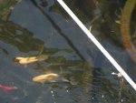 pond supplies and black elephant ear flower 2015 021.JPG