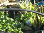 build stuff - pond 2015 013.JPG