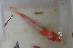 Orange and White koi with black coloring coming in.jpg