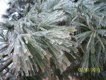 Ice on pine tree needles.JPG