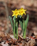 more early daffodils 01.jpg