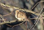 winter birds 05.jpg