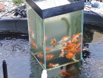 Inverted Aquarium in Backyard Pond! (Upside Down Fish Tank) 