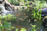 pond and fish pics 01.jpg