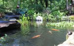 pond and fish pics 04.jpg